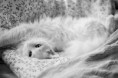 /album/galerie-photos/chat-blanc-qui-setire-jpg/